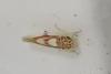 Zygina lunaris